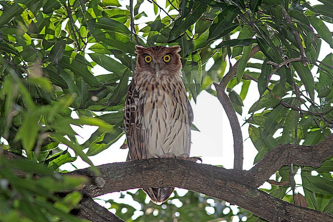 Philippine Eagle-Owl (Ketupa philippensis) in the Philippines. stock-image by Agami/Pete Morris,