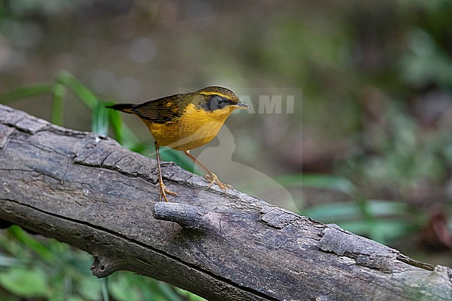An adult male Golden Bush-Robin (Tarsiger chrysaeus) of the nominate form chrysaeus is perching on a trunk stock-image by Agami/Mathias Putze,