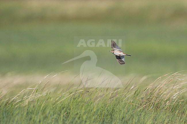 Mongolian Lark (Melanocorypha mongolica), Russia, adult stock-image by Agami/Ralph Martin,