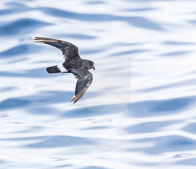 Mediterranean Storm Petrel (Hydrobates pelagicus melitensis) off the coast of Tarragona (Eastern Spain) in the Mediterranean sea. North of the Ebro delta. Photo taken in autumn. Foraging near a commercial tuna fish farm. stock-image by Agami/Marc Guyt,