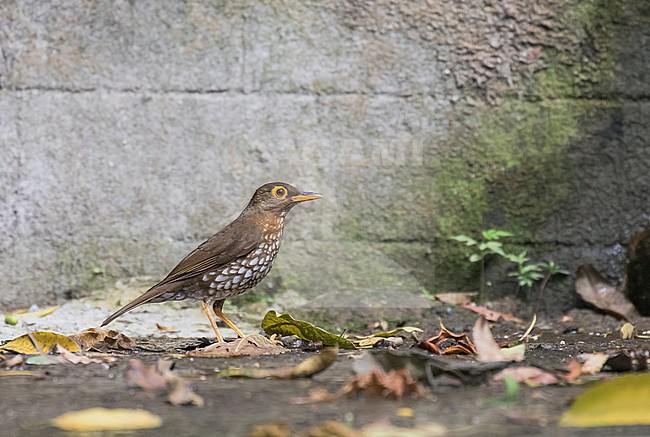 Forest Thrush (Turdus lherminieri) standing on the ground in front of a stone wall on the Lesser Antilles in the Caribbean. stock-image by Agami/Pete Morris,