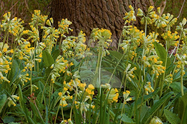 Gulden sleutelbloem, Cowslip stock-image by Agami/Han Bouwmeester,