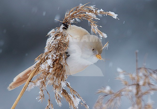Baardman, Bearded Reedling stock-image by Agami/Markus Varesvuo,