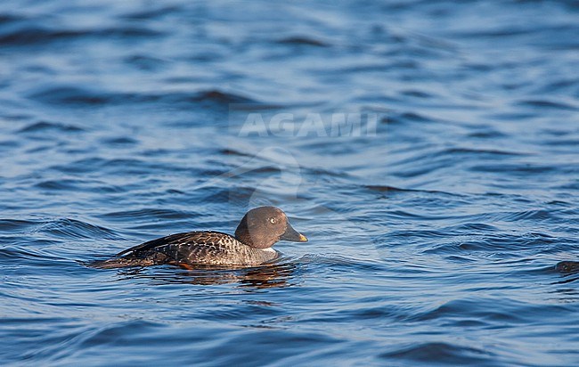 Wintering female Common Goldeneye, Bucephala clangula, swimming at Starrevaart, Netherlands. stock-image by Agami/Marc Guyt,