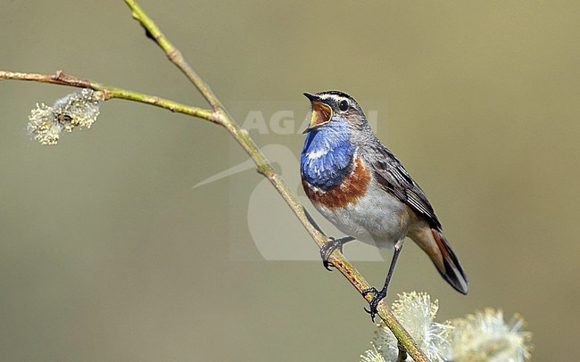 White-spotted Bluethroat (Luscinia svecica cyanecula). Adult male singing at Lille Vildmose in Denmark. stock-image by Agami/Helge Sorensen,