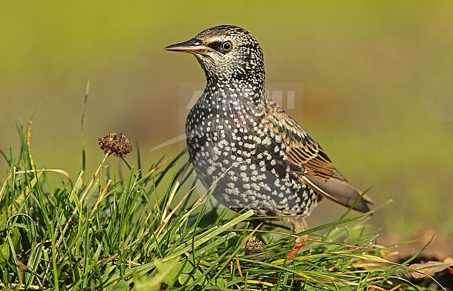 Common Starling (Sturnus vulgaris) looking for food in the grass stock-image by Agami/Renate Visscher,