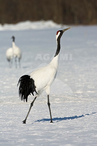 Chinese Kraanvogel, Red-crowned Crane, stock-image by Agami/Marc Guyt,