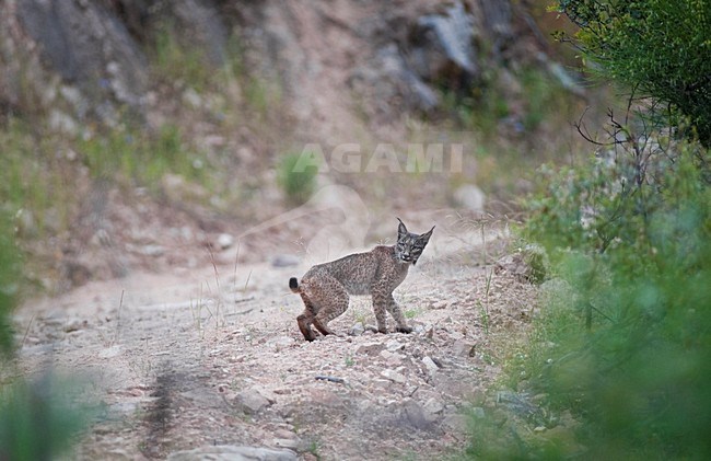 Spaanse Lynx, Iberian Lynx, Lynx pardinus stock-image by Agami/Marten van Dijl,