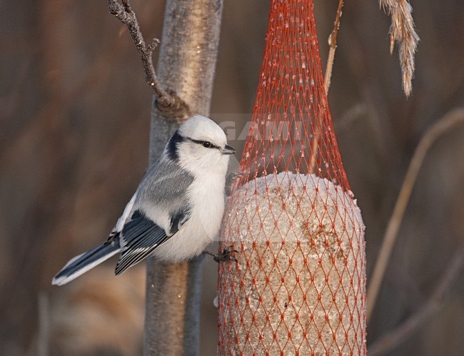 Azure Tit perched on a branch; Azuurmees volwassen zittend op een tak stock-image by Agami/Jari Peltomäki,