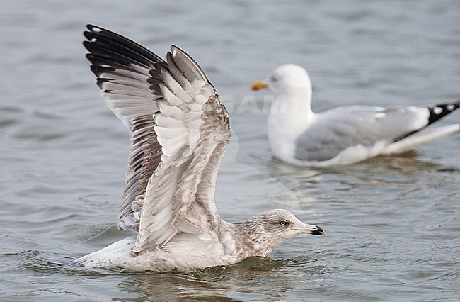 Subadult (fourth-year) European Herring Gull (Larus argentatus) in the harbour of Den Oever in the Netherlands. Landing on the water showing under wing. stock-image by Agami/Arnold Meijer,