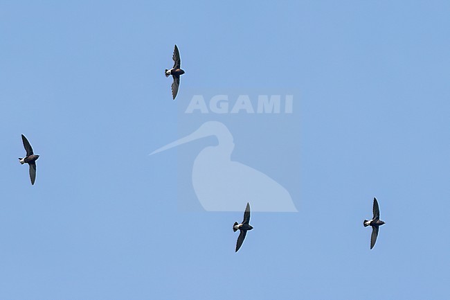 Purple Needletail (Hirundapus celebensis) soaring above the forest in the Philippines stock-image by Agami/Dubi Shapiro,
