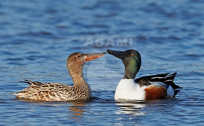 Paartje Slobeenden; Pair of Northern Shovelers stock-image by Agami/Markus Varesvuo,