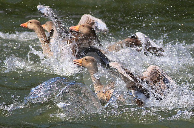 Grauwe Ganzen, Greylag Geese stock-image by Agami/Jacques van der Neut,