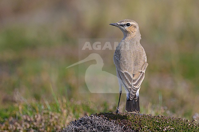 Isabelline Wheatear (Oenanthe isabellina), 1 cy, perched on a clod, with the vegetation as background. stock-image by Agami/Sylvain Reyt,