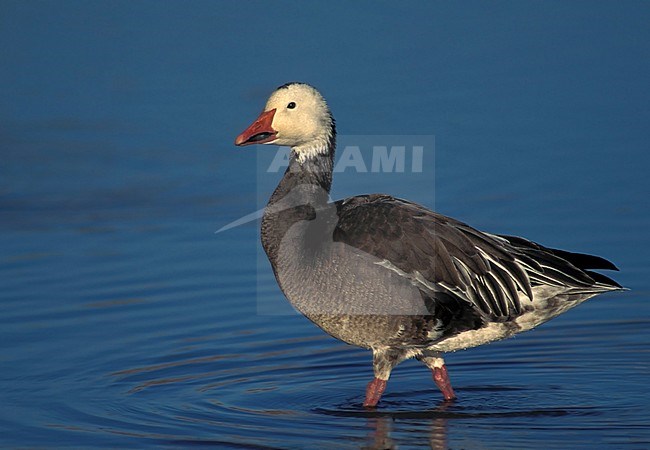 Adult blue morph Snow Goose (Anser caerulescens)
Socorro Co., N.M.
December 2002 stock-image by Agami/Brian E Small,