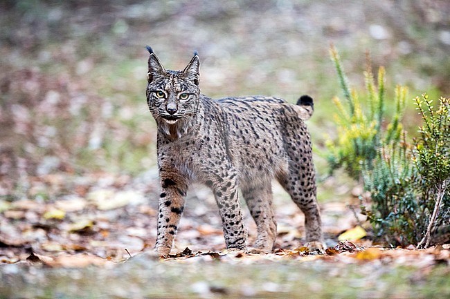 Iberian lynx (Lynx pardinus) in Cordoba, Spain. Adult standing alert, looking for source of possible danger. stock-image by Agami/Oscar Díez,