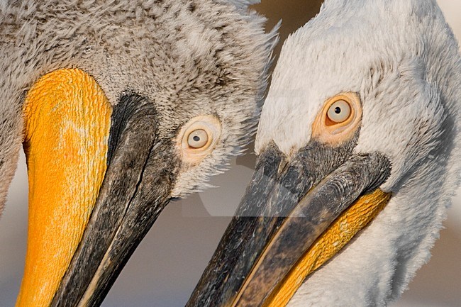 Kroeskoppelikaan close-up; Dalmatian Pelican close-up stock-image by Agami/Bence Mate,