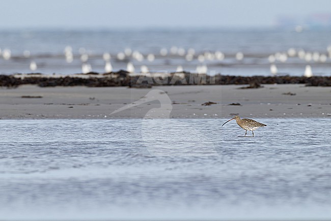Eurasian curlew (Numenius arquata) standing in shallow water close to the beach, found at Fehmarn at the Baltic Sea in Germany stock-image by Agami/Mathias Putze,