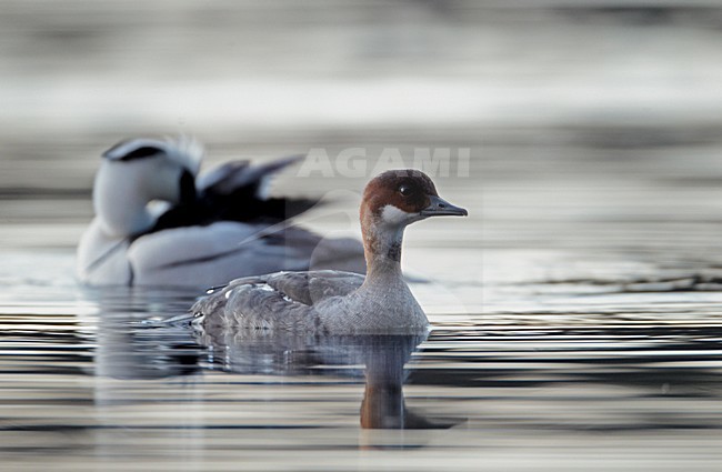 Nonnetje; Smew stock-image by Agami/Markus Varesvuo,