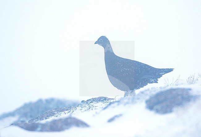 Red Grouse - Schottisches Moorschneehuhn - Lagopus lagopus scotica, Great Britain, adult female stock-image by Agami/Ralph Martin,