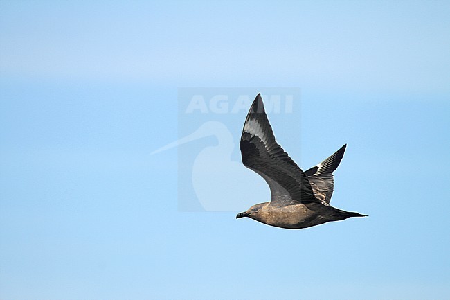 Adult South Polar Skua (Stercorarius maccormicki) on Antarctica. stock-image by Agami/Pete Morris,