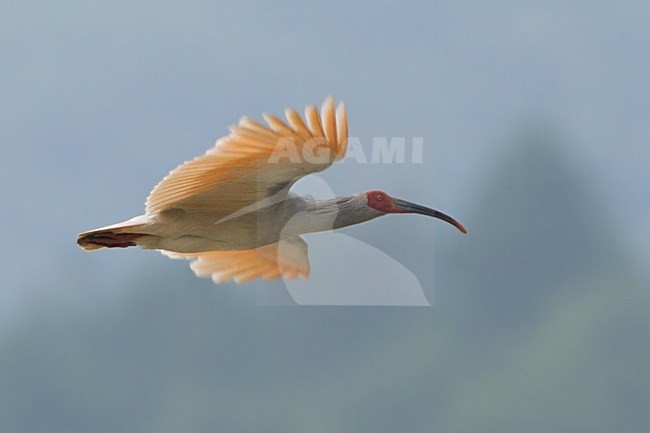 Vliegende Japanse Kuifibis, Crested Ibis in flight stock-image by Agami/Dubi Shapiro,