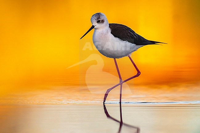 Adult Black-winged Stilt (Himantopus himantopus) in Italy. stock-image by Agami/Daniele Occhiato,