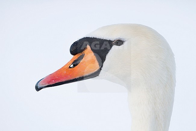 Mute Swan - Höckerschwan - Cygnus olor, Germany, adult stock-image by Agami/Ralph Martin,