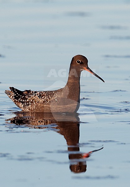 Foeragerende Zwarte Ruiter in zomerkleed, Foraging Spotted Redshank in summerplumage stock-image by Agami/Markus Varesvuo,