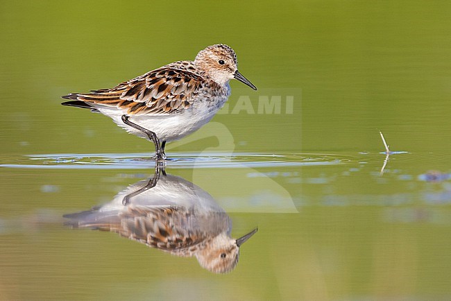 Little Stint (Calidris minuta), side view of an adult standing in the water, Campania, Italy stock-image by Agami/Saverio Gatto,