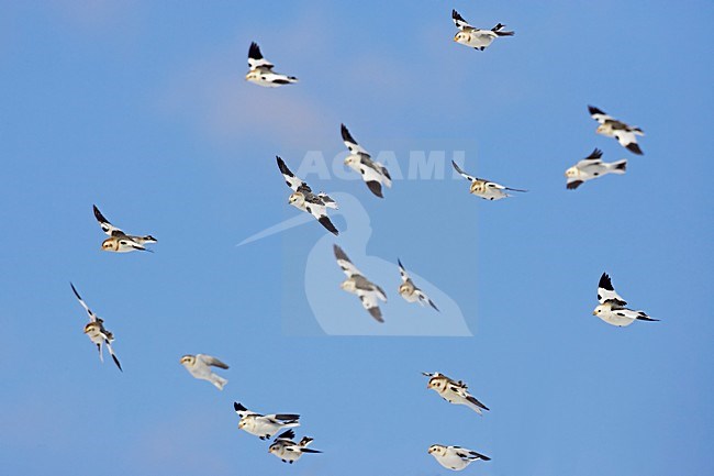 Groep Sneeuwgorzen in de vlucht; Group of Snow Buntings in flight stock-image by Agami/Markus Varesvuo,