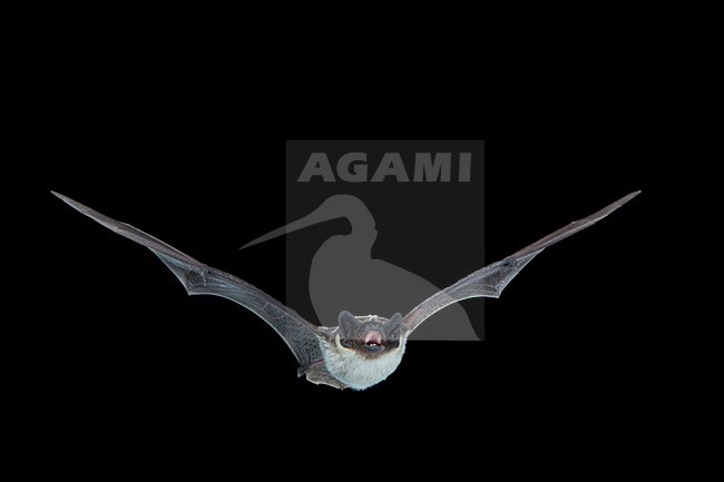 Tweekleurige Vleermuis, Parti-coloured Bat, Vespertilio murinus stock-image by Agami/Theo Douma,