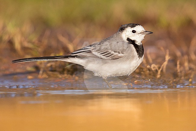 White Wagtail (Motacilla alba), side view of an adult standing in the water, Campania, Italy stock-image by Agami/Saverio Gatto,