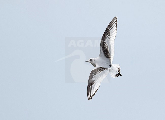 First-winter Ross's Gull (Rhodostethia rosea) wintering harbor of Vlissingen, Zeeland, The Netherlands. stock-image by Agami/Kris de Rouck,