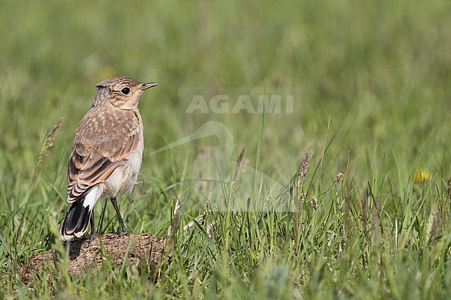 Juvenile Isabelline Wheatear (Oenanthe isabellina), Russia (Baikal). Standing on the ground. stock-image by Agami/Ralph Martin,