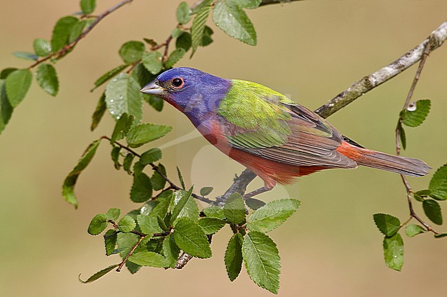 Adult male 
Galveston Co., TX 
April 2010 stock-image by Agami/Brian E Small,
