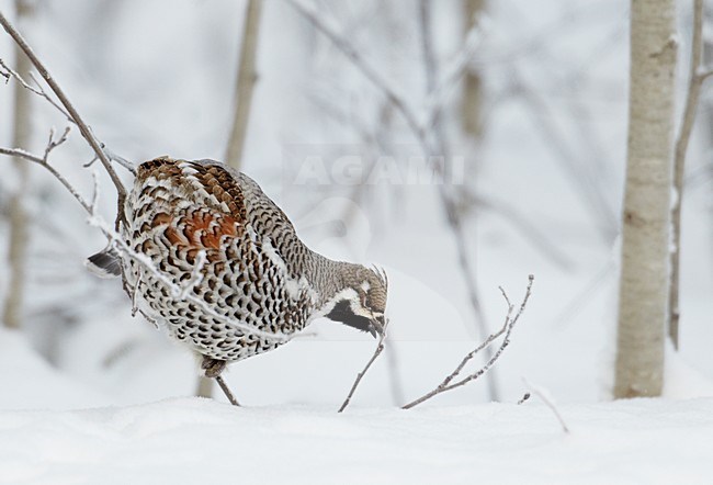 Mannetje Hazelhoen foeragerend in besneeuwde struiken; Male Hazel Grouse feeding in snow covered trees stock-image by Agami/Markus Varesvuo,