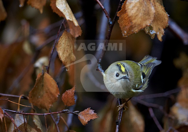 Goudhaan op een tak, Goldcrest on a branch stock-image by Agami/Markus Varesvuo,