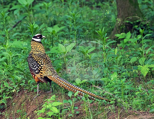 Reeves's pheasant (Syrmaticus reevesii) male in the forest stock-image by Agami/Pete Morris,