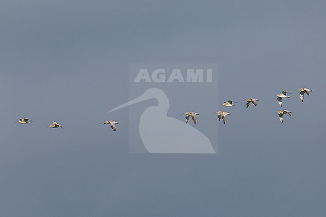 flock of Eurasian curlew (Numenius arquata) in flight, found at Fehmarn at the Baltic Sea in Germany stock-image by Agami/Mathias Putze,
