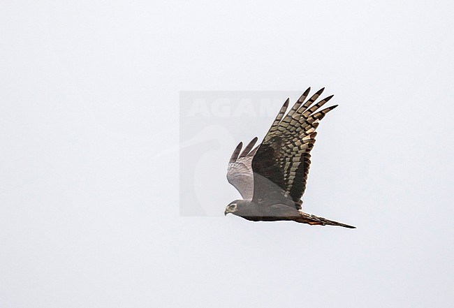 Long-winged Harrier (Circus buffoni) in Paraguay. stock-image by Agami/Pete Morris,