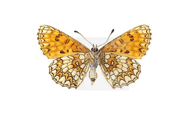 Heath Fritillary, bosparelmoervlinder, Melitaea athalia stock-image by Agami/Wil Leurs,