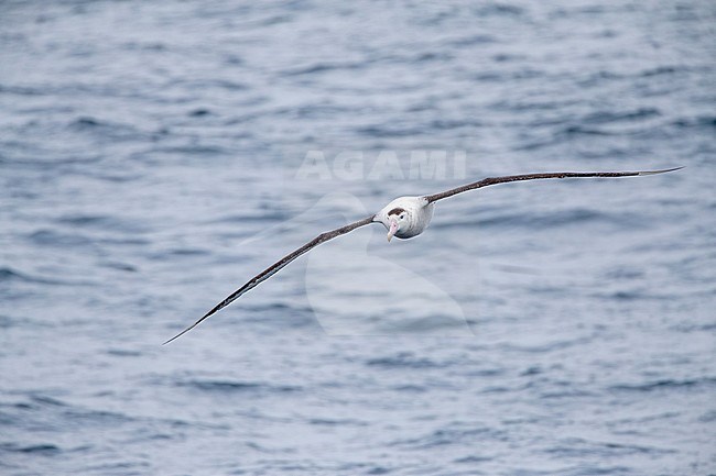 Antipodean albatross (Diomedea antipodensis) flying over the New Zealand subantarctic Pacific Ocean. Heading towards the ship. stock-image by Agami/Marc Guyt,