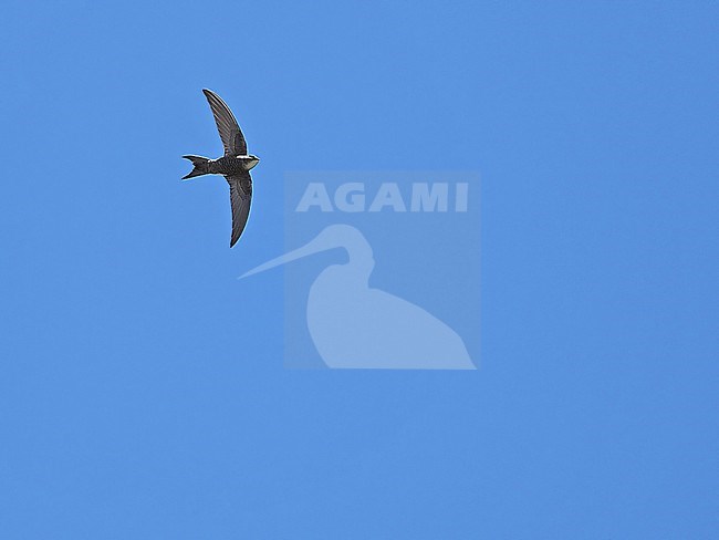 Salim Ali's Swift, Apus salimalii, on Tibetan plateau, China. stock-image by Agami/James Eaton,