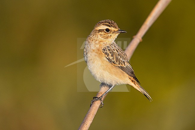 Whinchat, Saxicola rubetra, in Italy. stock-image by Agami/Daniele Occhiato,
