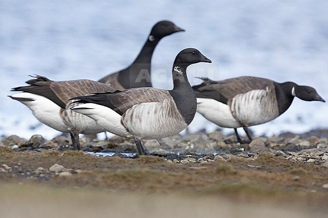 Brant Goose (Branta bernicla hrota), adults standing on the ground, Capital Region, Iceland stock-image by Agami/Saverio Gatto,