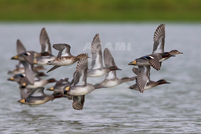 Wintertaling in vlucht, Common Teal in flight stock-image by Agami/Daniele Occhiato,