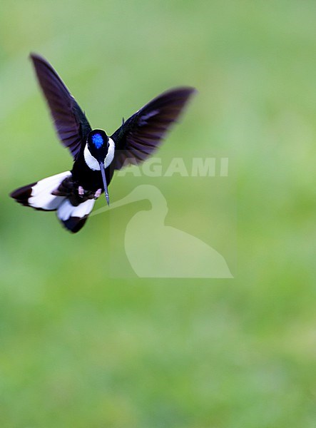 Collared Inca (Coeligena torquata) in Colombia. stock-image by Agami/Marc Guyt,