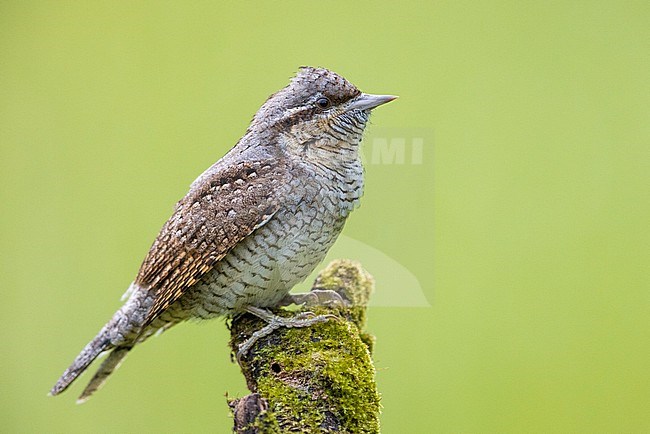 Eurasian Wryneck (Jynx torquilla), side view of an adult perched on an old branch, Campania, Italy stock-image by Agami/Saverio Gatto,