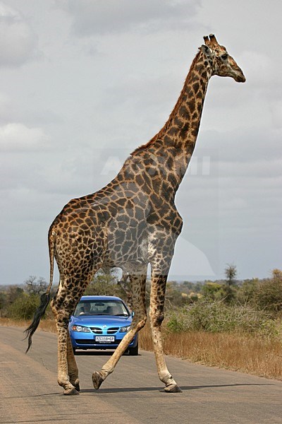 Giraffe, Southern Giraffe stock-image by Agami/Bas Haasnoot,